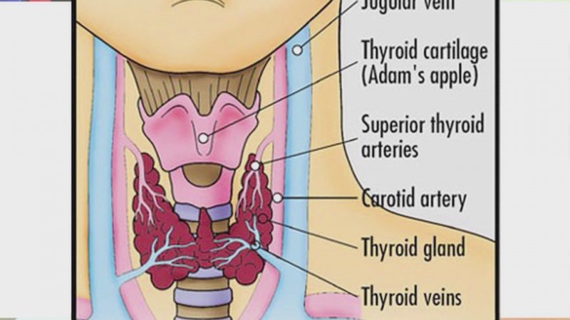 Thyroid gland Anatomy Kadyk