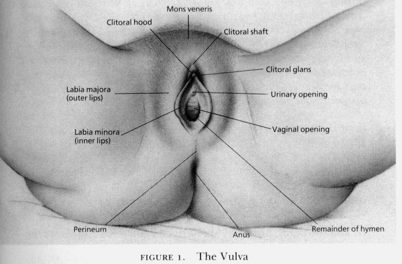 Artificial vagina in context