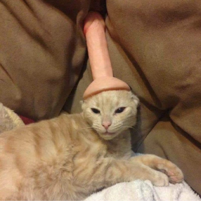 And who is easy for a cat now