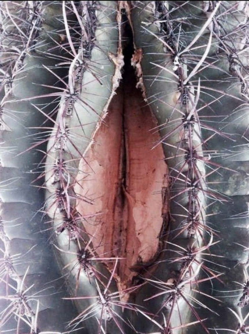 Experiments on the vagina