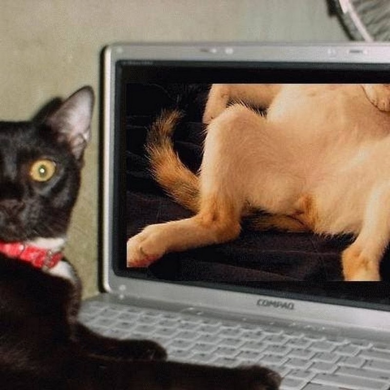 The name of Angelina