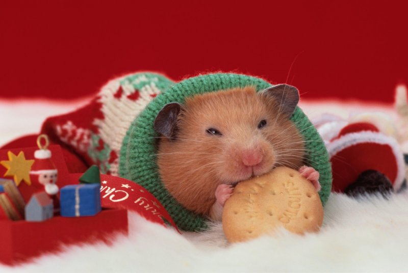 Hamster New Year