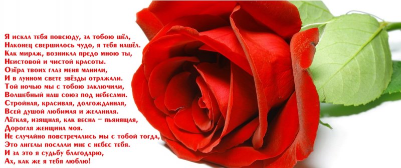 Tattoo Cat on the stomach