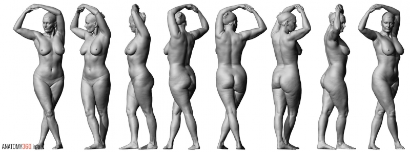 The bodies of a woman nude anatomy