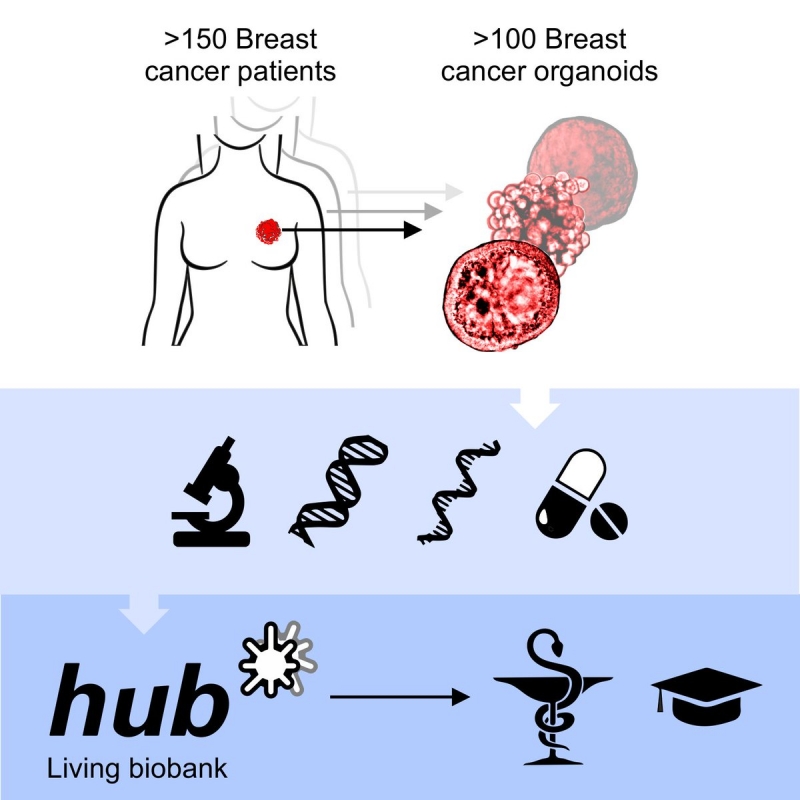 Induced pluripotent stem cells